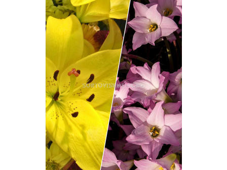 ПРОМОЦИЯ: 20 бр. лилиуми (микс) + 20 бр. зефирантес (микс)