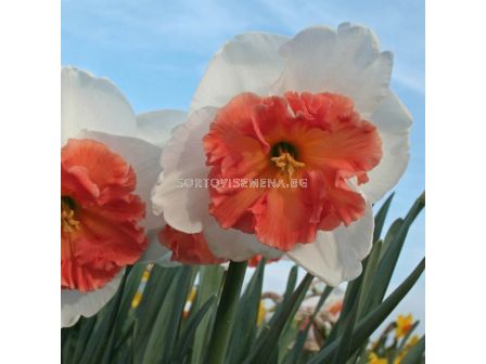 Нарцис /Narciss 'Precocious'/ 1 бр