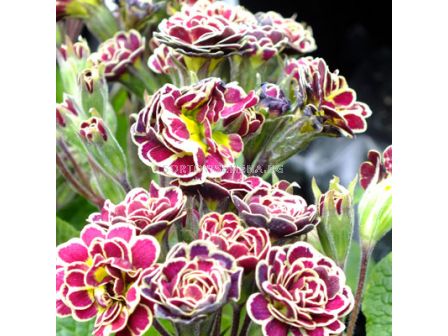 Иглика Elizabeth Killer Lav / 1 бр