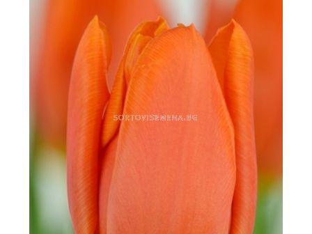 Лале/ Tulip triumph Prinses Catharina-Amalia - 1 бр.