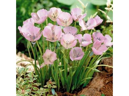 Калохортус 'Cupido' 4/+ - 1 бр - 2