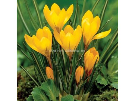 Минзухар жълт /Crocus large-flowered yellow/