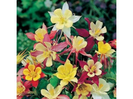 Аквилегия - Aquilegia Mckana Hybrids - 1 корен 				