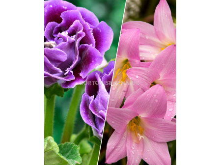 ПРОМОЦИЯ: Глоксиния 20 бр. (микс) + 20 бр. Хабрантус (микс)