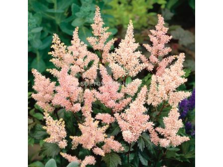 Астилбе - Astilbe Peach Blossom - 1 бр