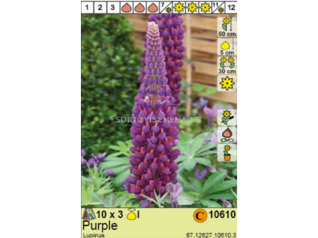 Лупина Purple/  Lupinus - 1 опаковка - 3 броя