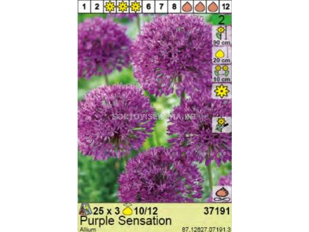  Декоративен лук /Allium Purple Sensation - пакет: 1 оп - 3 бр