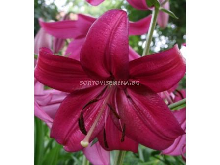 Лилиум (азиатски)/ ASIATIC LILIUM Purple Marble 16/18 - 1 бр.