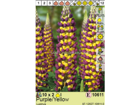 Лупина  Purple/Yellow/ Lupinus - 1 опаковка- 2 броя