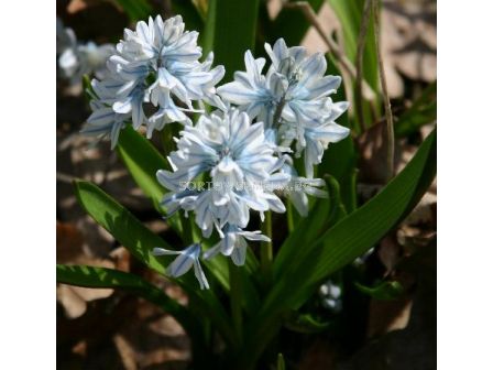 Пушкиния (Pushkinia Libanotica)