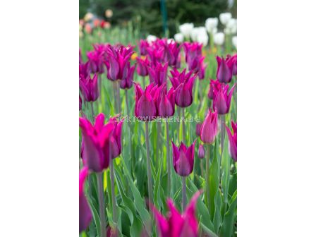 Лале lily-flowered Purple Heart - 1 бр.