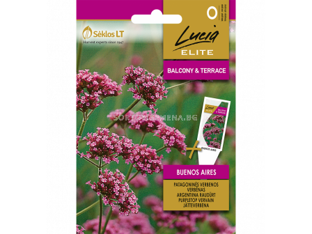 СК СЕМЕНА ВЕРБЕНА ЛИЛАВА БУЕНОС АЙРЕС PURPLETOP VERVAIN BUENOS AIRES 