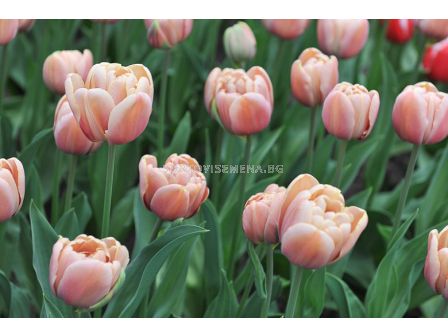 лале (Tulipa La Belle Epoque) 1оп- 8бр