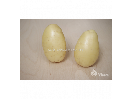 СЕМЕ КАРТОФИ SEED POTATOES QUEEN ANNE - КАТЕГОРИЯ B - 1