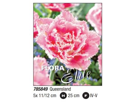 Лале/ Tulipa fringed double Queensland- Пакет: 1 оп. - 5 бр.