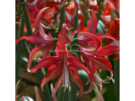 Амарилис Quito/ Hippeastrum spider - 1 брой