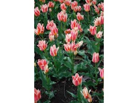 Лале/ Tulip greigii Quebec - 1 бр.