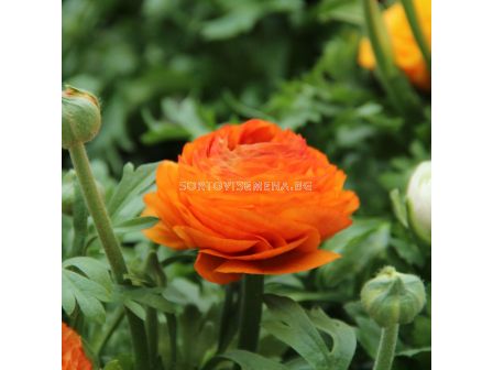 Ранункулус /Ranunculus asiaticus aviv orange / 