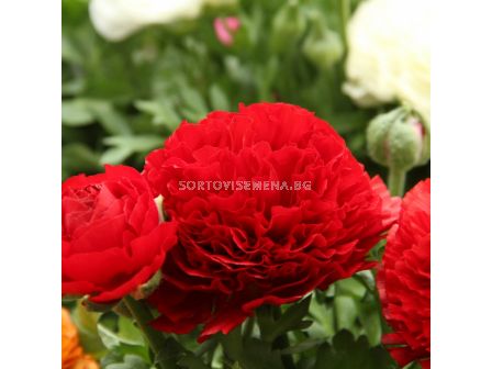 Ранункулус /Ranunculus asiaticus aviv red / 