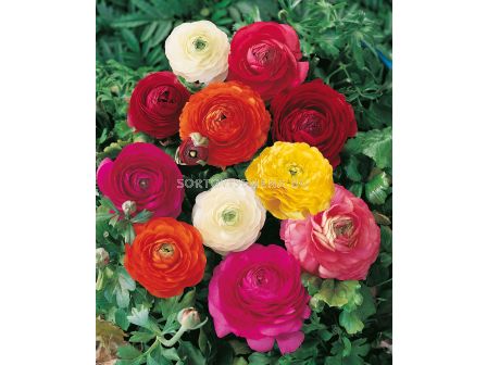 Ранункулус tomer mix/ Ranunculus tomer mixed - 1 бр.