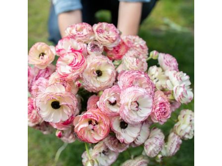 Ранункулус /Ranunculus picotee pink &white / 1 бр 