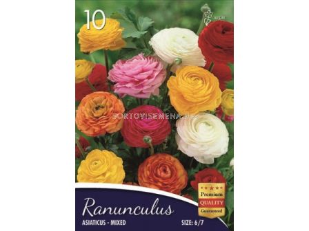 Ранункулус Микс (пакет 10 лук) - 1