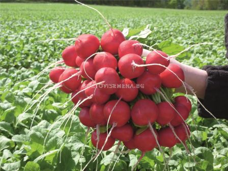 Семена репички Rosetta F1 BEJO - 10 000 семена - 1