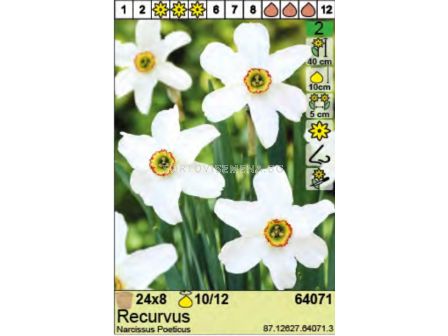 Нарцис/ Narcissus Poeticus Recurvus - Пакет: 1 оп. - 8 бр. - 2