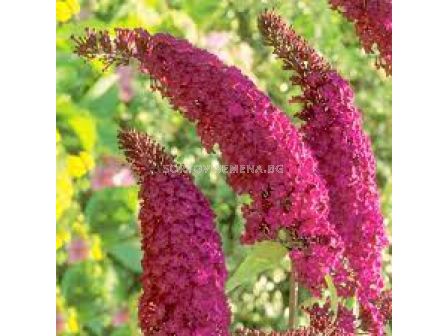 Будлея червена - Buddleja Davidii red