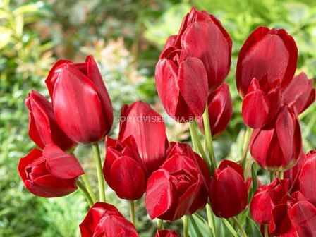 Лале/ Tulipa Red Bouquet - 1 бр.