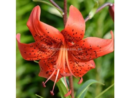 Лилиум (азиатски)/ ASIATIC LILIUM Red Life 16/18 - 1 бр.