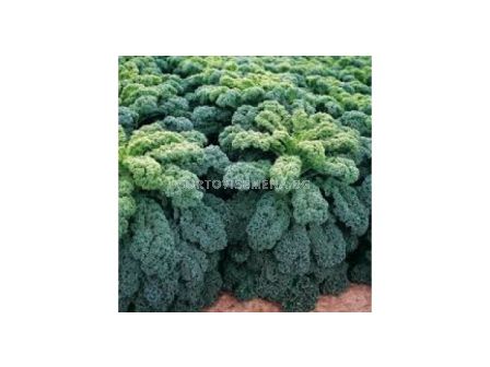 Семена Кейл листно зеле Reflex F1- BJ -1000 семена