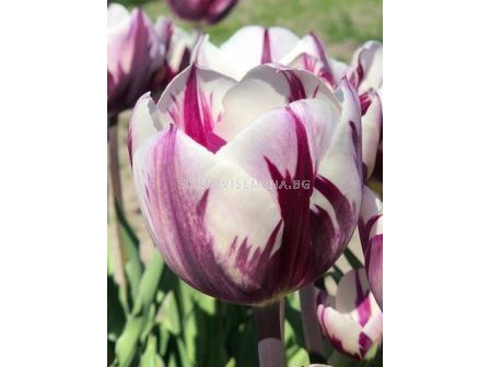 Лале/ Tulipa Rem's Favourite - 1 бр.