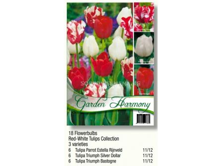 Лалета микс бяло и червено-  3 сорта -  1 оп. 18 луковици - Garden Harmony - sortovisemena.bg Лалета микс бяло и червено-  3 сорта -  1 оп. 18 луковици - Garden Harmony