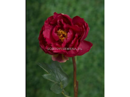Божур червен/ Paeonia Sin. red - 1 брой