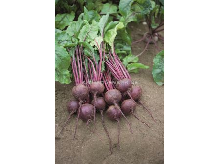 Семена червено цвекло Rhonda F1 BEJO - 50 000 семена 