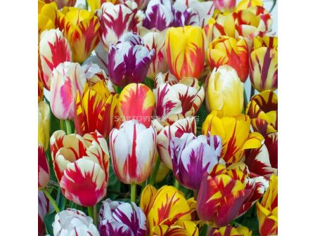 Лале rembrandt mixed - 1 бр. - sortovisemena.bg Лале rembrandt mixed - 1 бр.