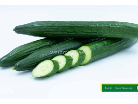 Семена краставици REYMON /ZKI/- 250 семена 