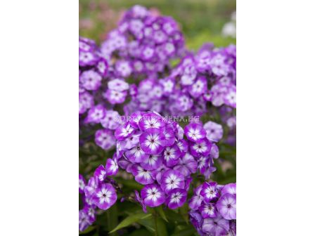 Флокс - Phlox Paniculata Uspech - 1 бр 