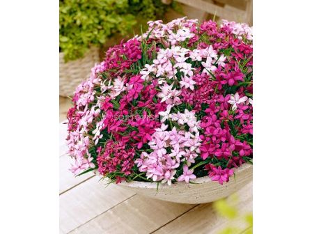 Родохипоксис микс - 1 бр