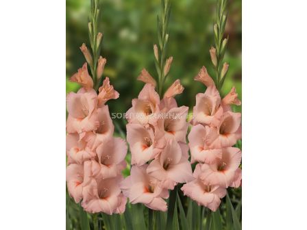 Гладиол Rigoletto - Gladiolus large-flowered Rigoletto - 1бр