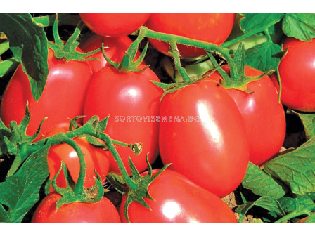 Семена домати (консервни) Рио Фуего - 100 грама