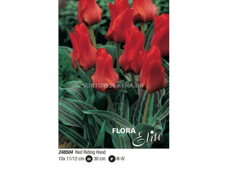 Лале greigii Red Riding Hood - Пакет: 1 оп. - 10 бр.