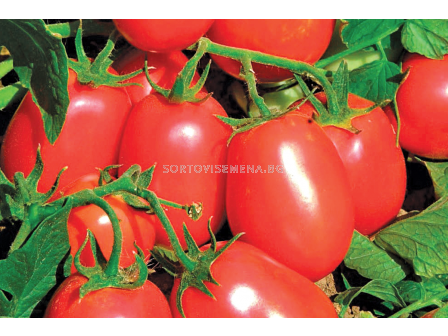 Семена домати (консервни) Рио Фуего /AgroTIP/ - 100 грама