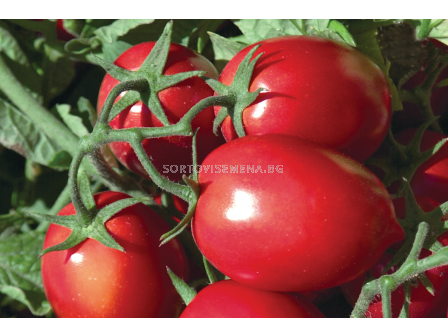 Семена домати (консервни) Рио Гранде /AgroTIP/ - 100 грама