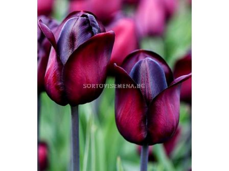 Лале triumph Ronaldo 11/12