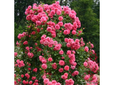 Роза Rosarium Uetersen - 1 брой - 2