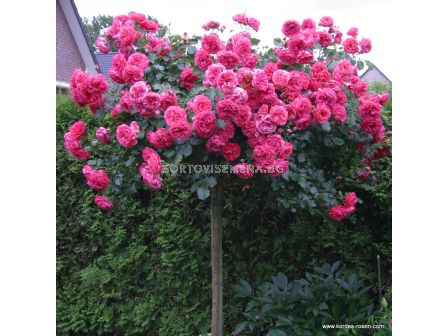 Роза Rosarium Uetersen - 1 брой - 5