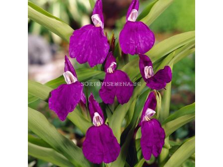 Роскоеа auriculata - 1 бр.