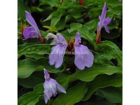 Роскоеа purpurea - 1 бр.